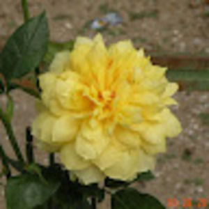 Meet your Posher, Diane